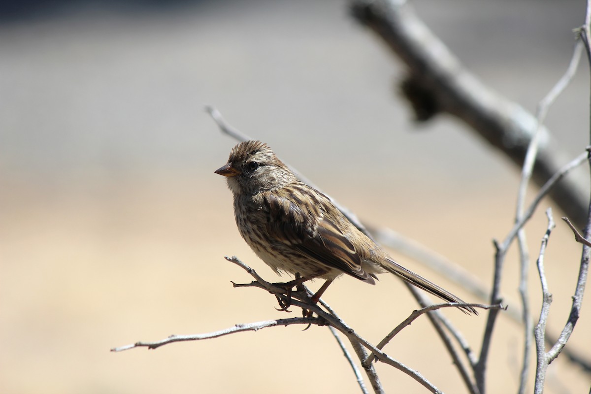White-crowned Sparrow - ML639962509