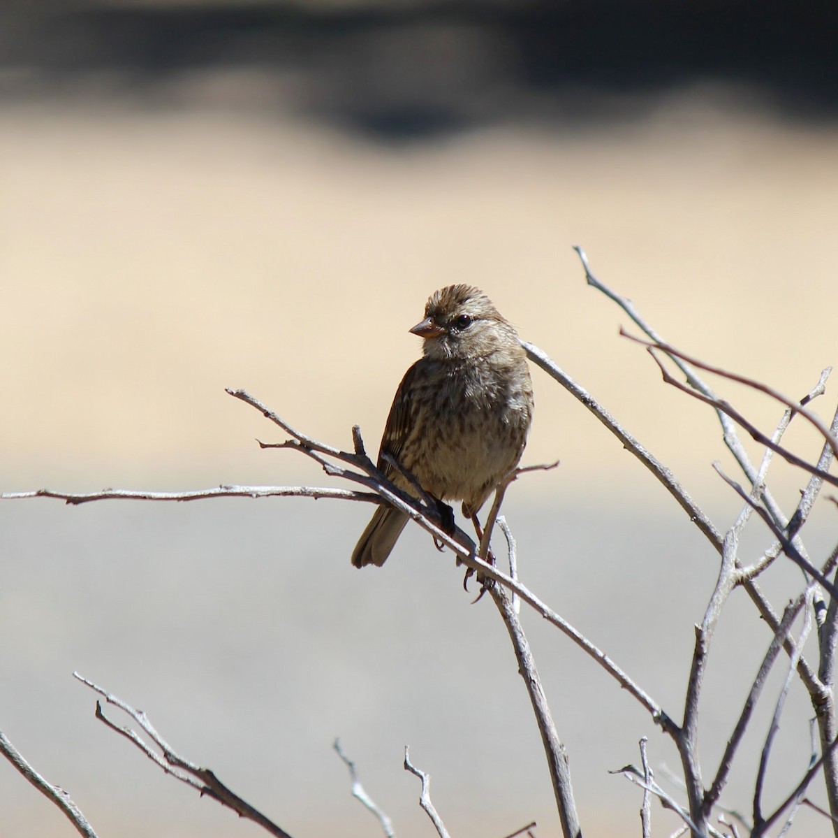 White-crowned Sparrow - ML639962514
