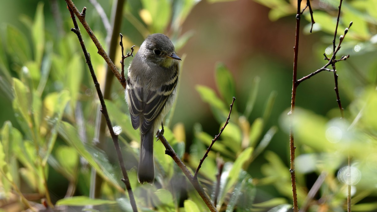 Dusky Flycatcher - ML639962549