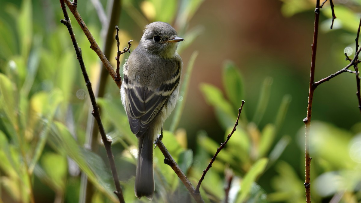 Dusky Flycatcher - ML639962550