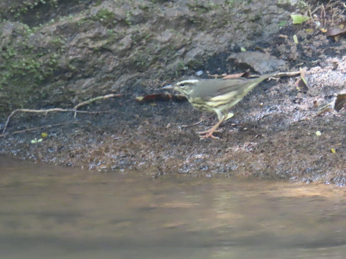 Louisiana Waterthrush - ML639962577