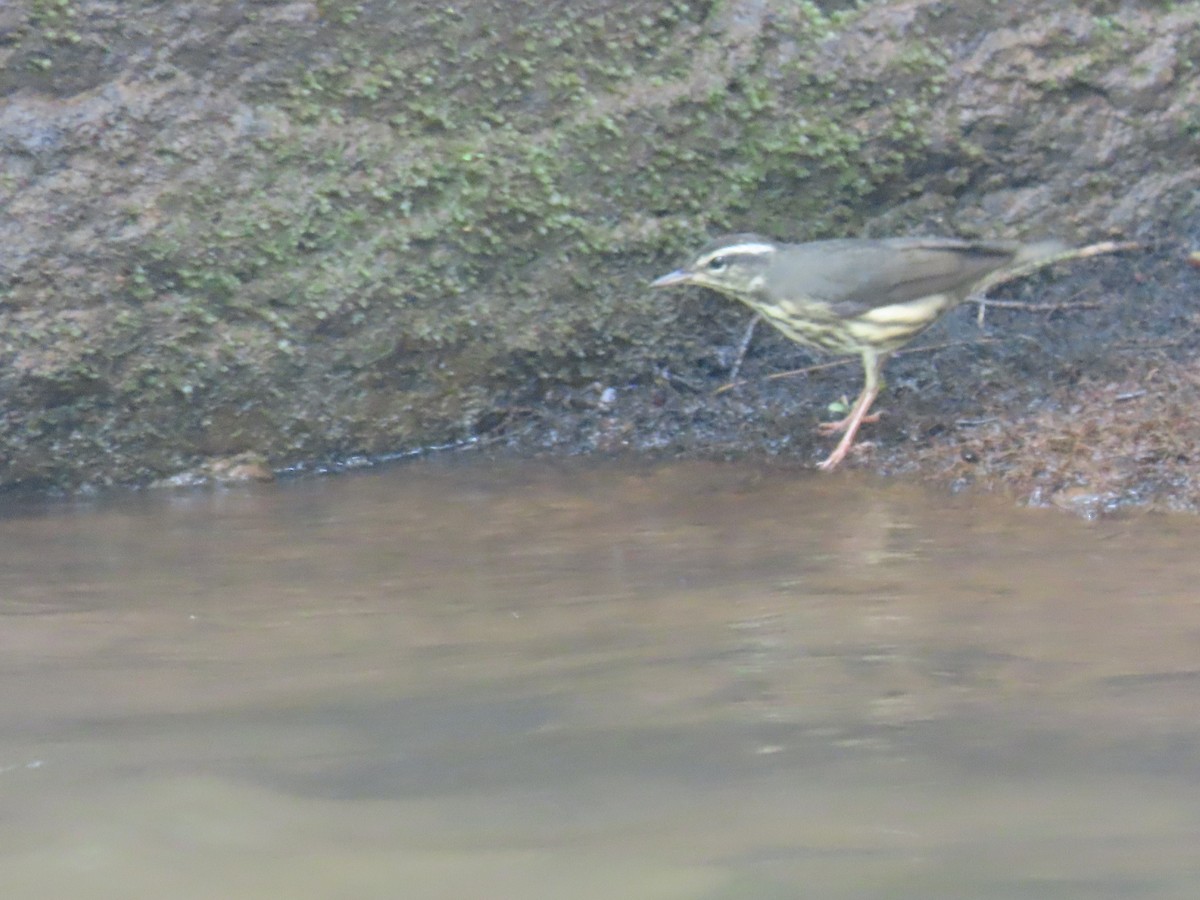 Louisiana Waterthrush - ML639962578