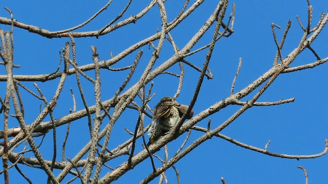 Northern Flicker - ML639962600