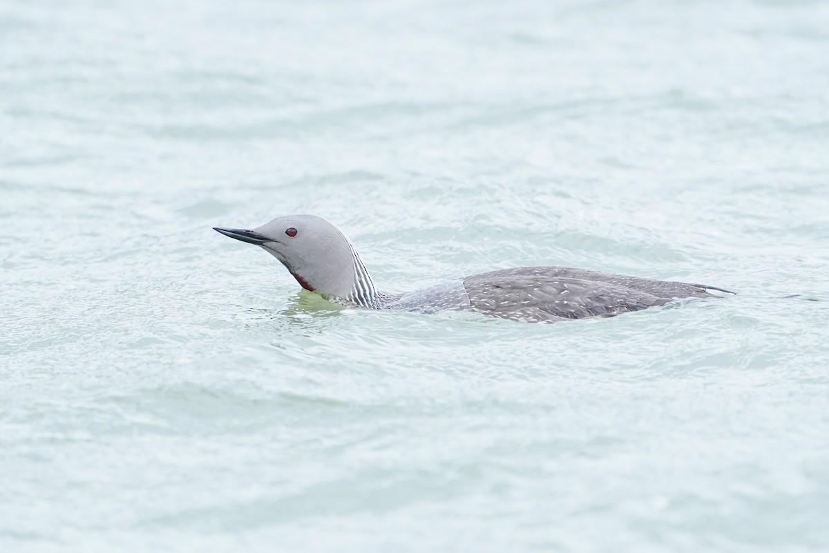 Red-throated Loon - ML639962631