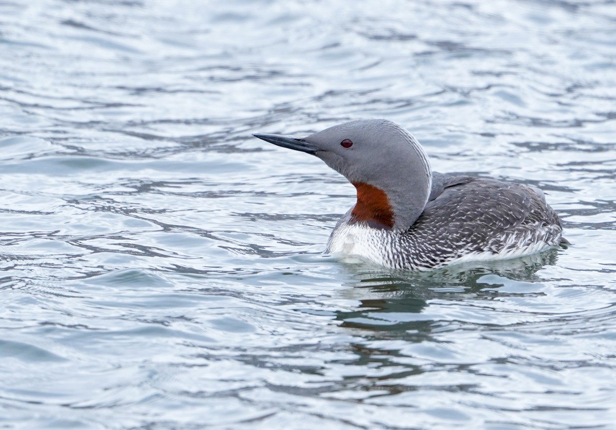 Red-throated Loon - ML639962632