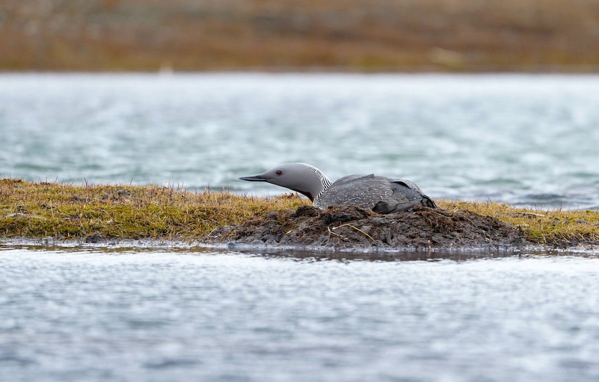 Red-throated Loon - ML639962633