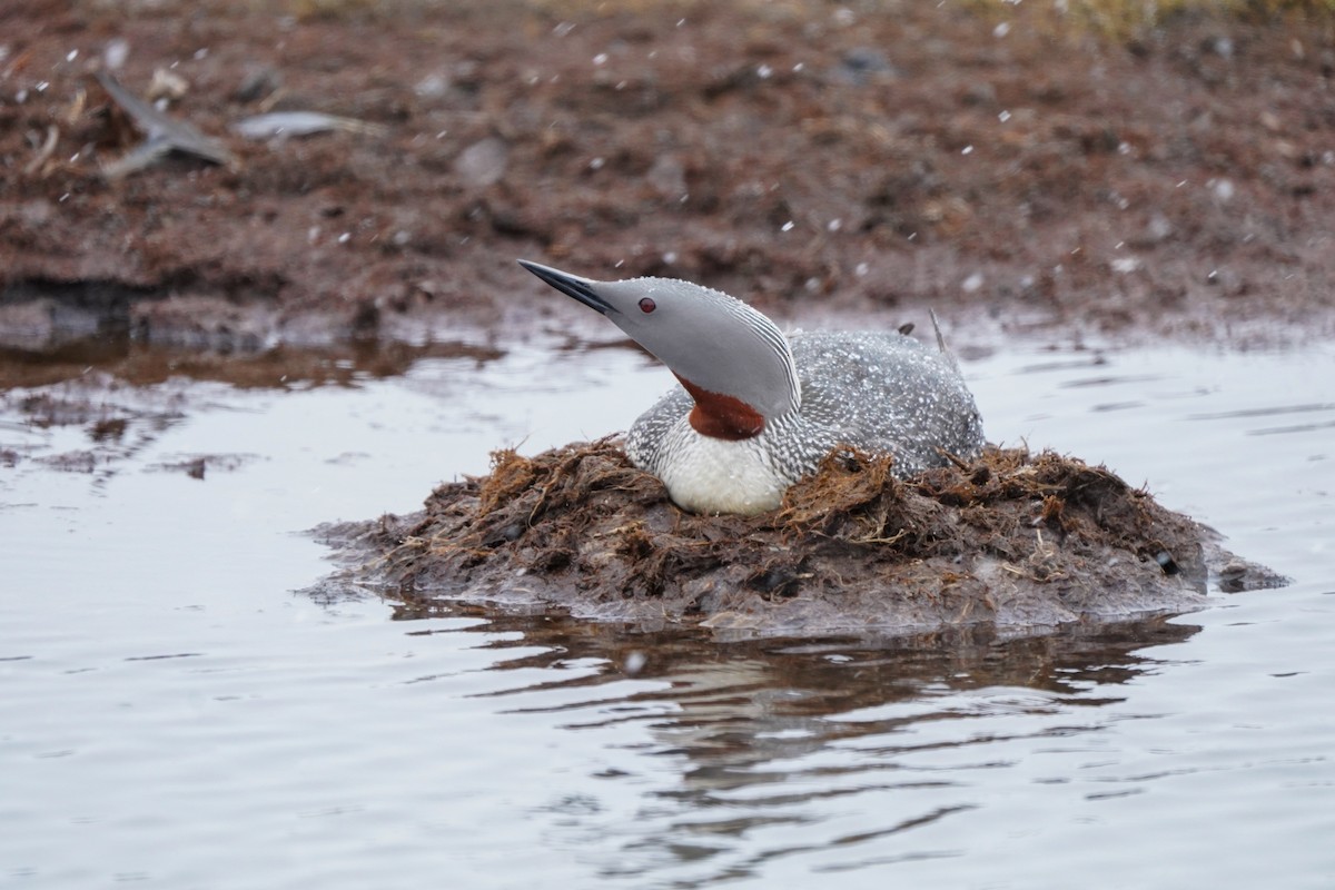 Red-throated Loon - ML639962634