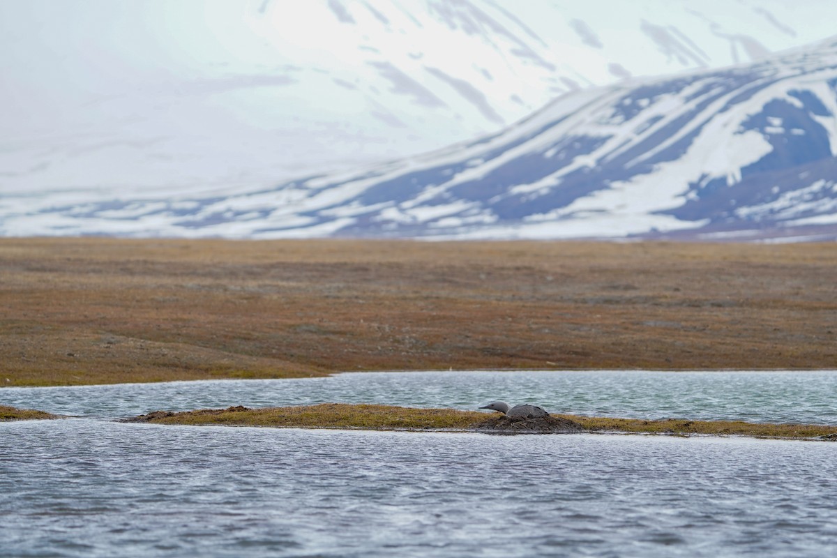 Red-throated Loon - ML639962635
