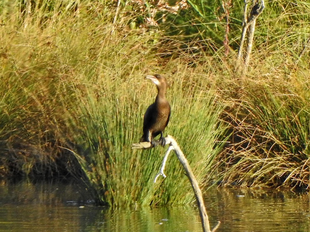 Pygmy Cormorant - ML639962654