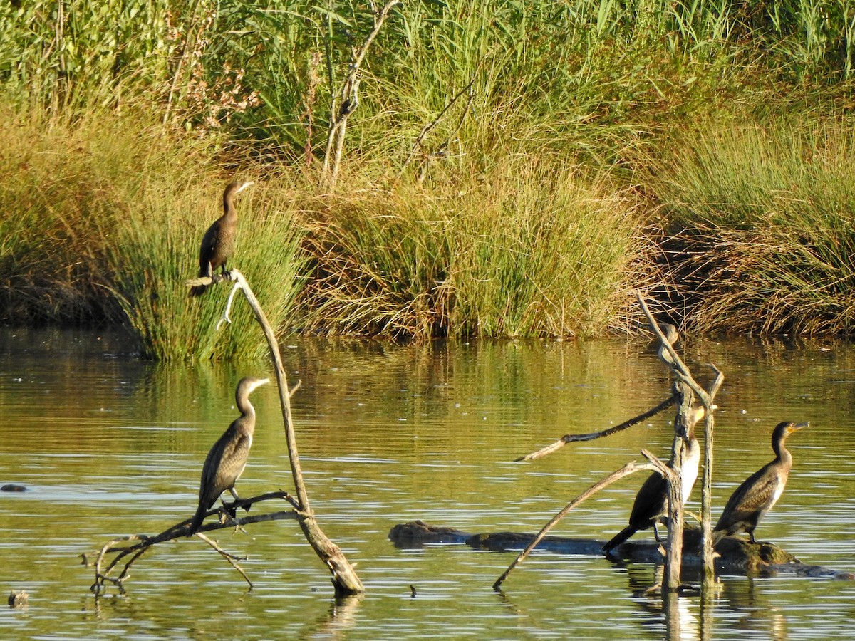 Pygmy Cormorant - ML639962662