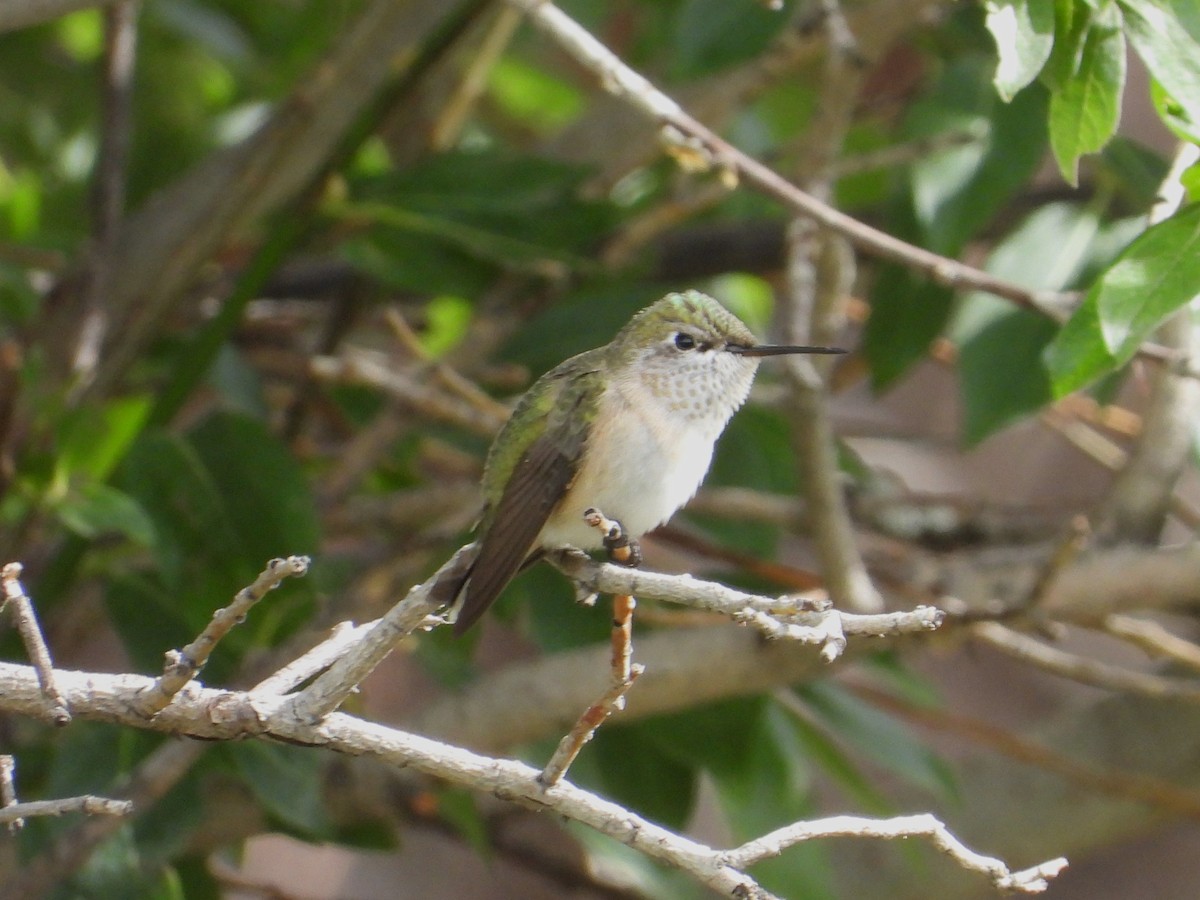 Broad-tailed Hummingbird - ML639962679