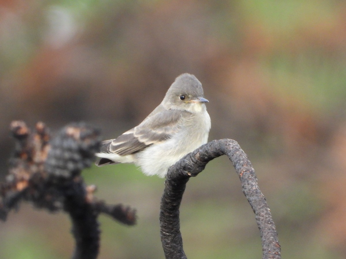Western Wood-Pewee - ML639962685