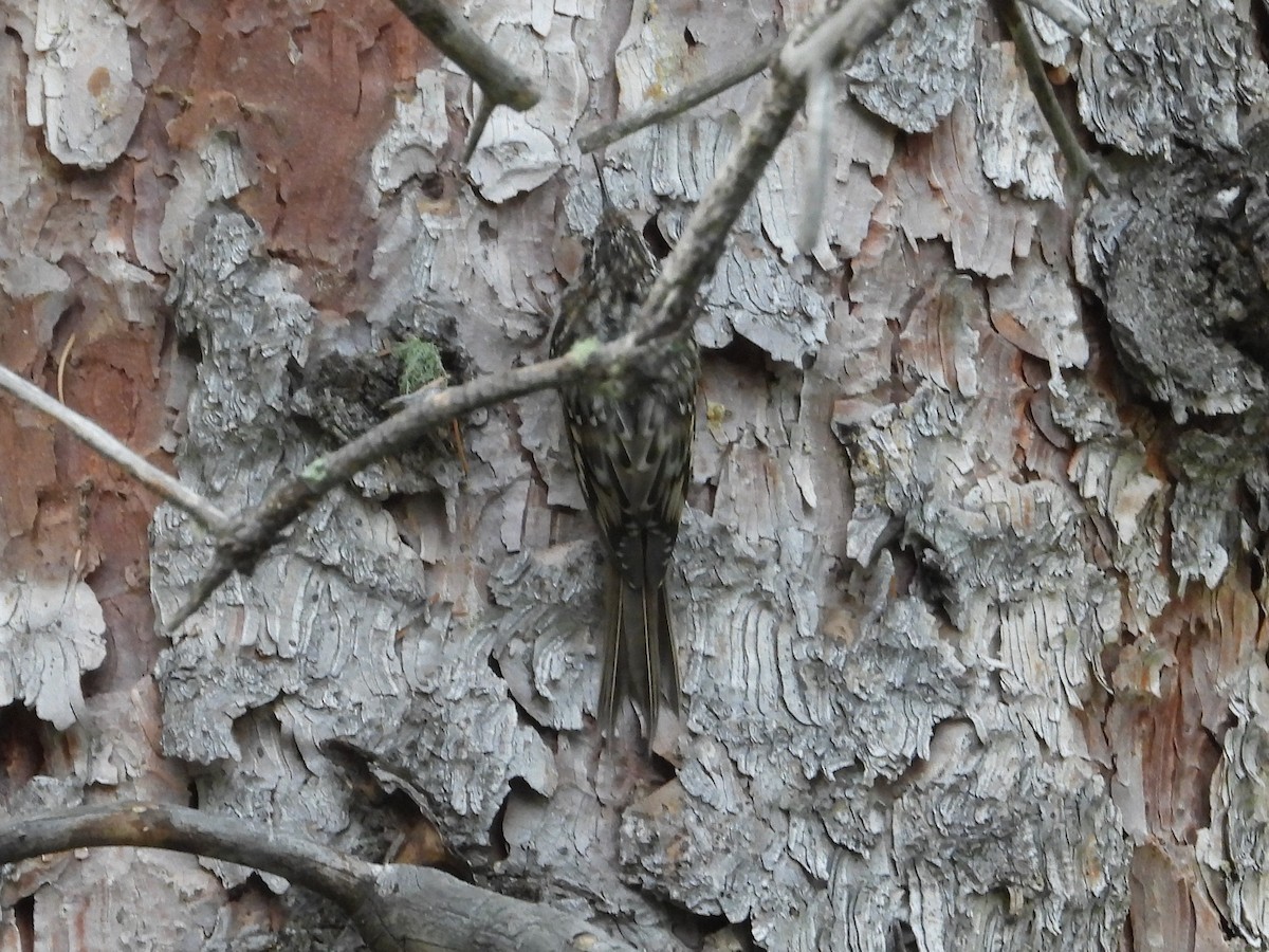 Brown Creeper - ML639962699