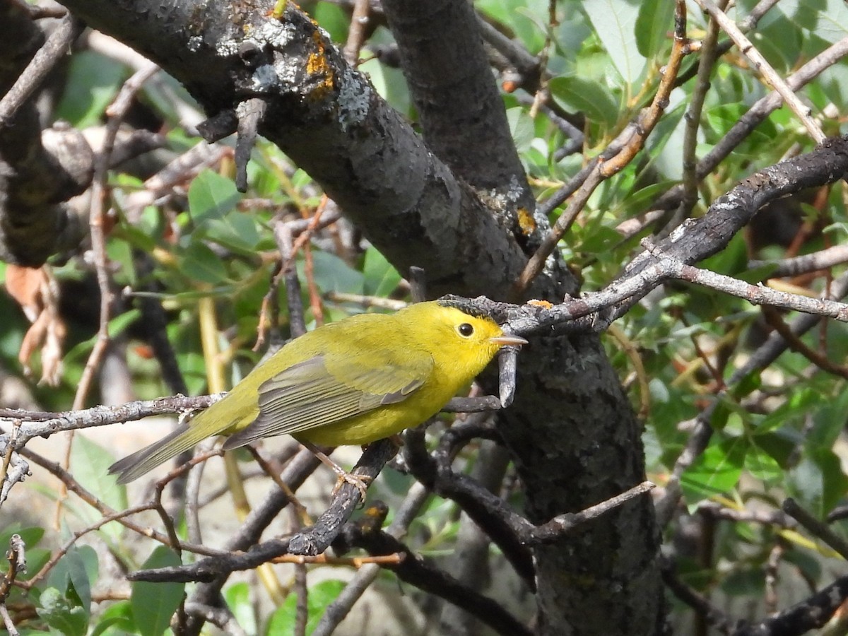 Wilson's Warbler - ML639962704