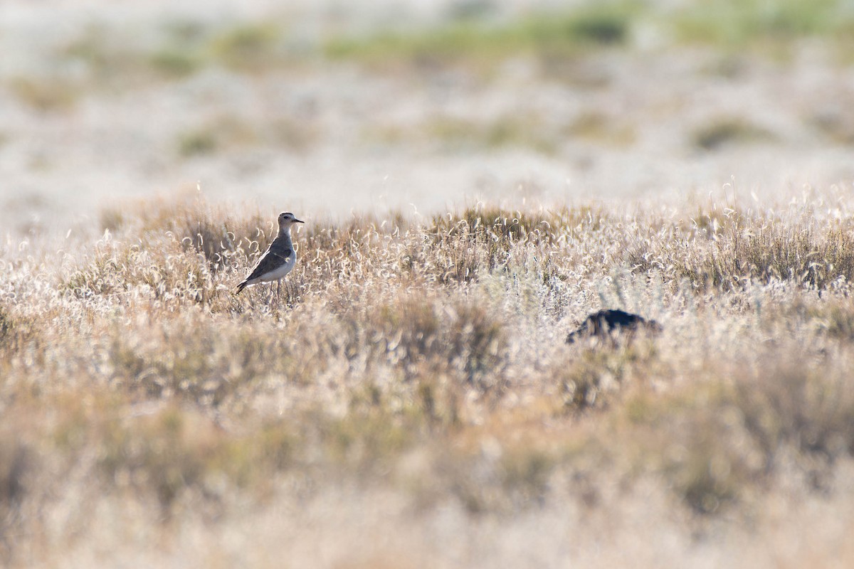 Mountain Plover - ML639962732