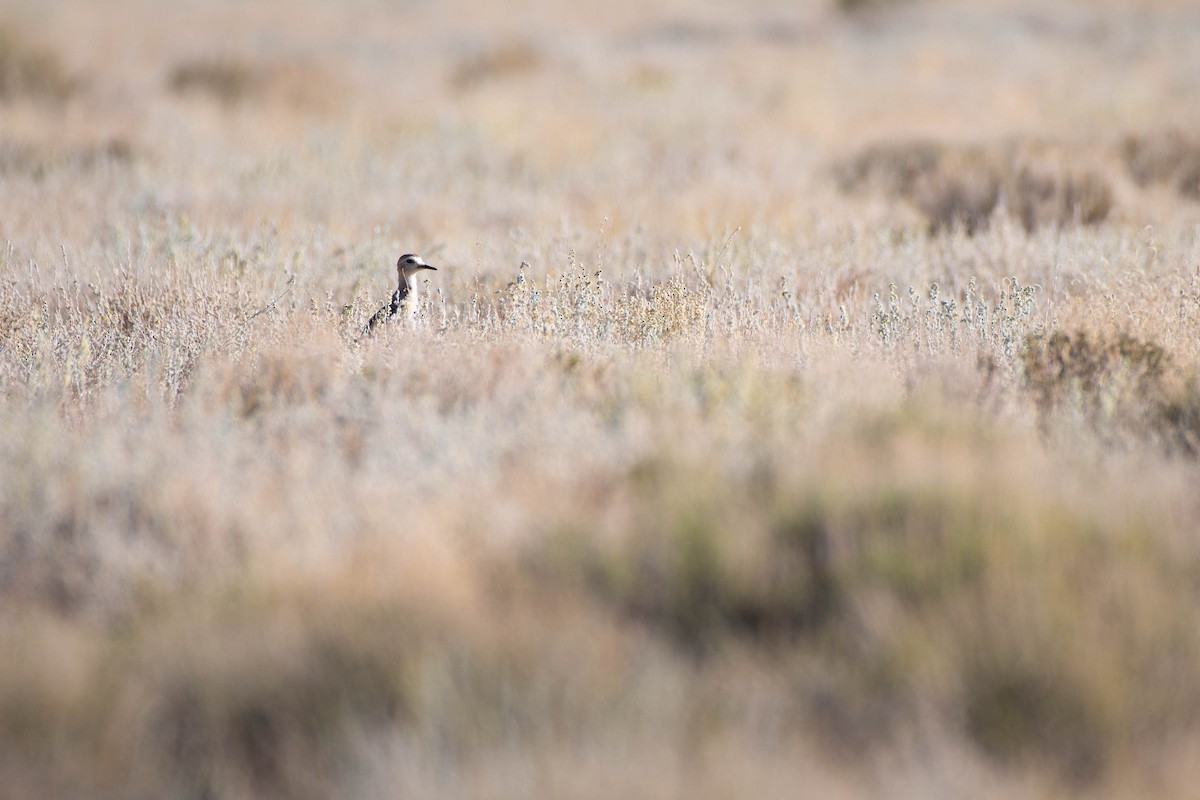 Mountain Plover - ML639962733