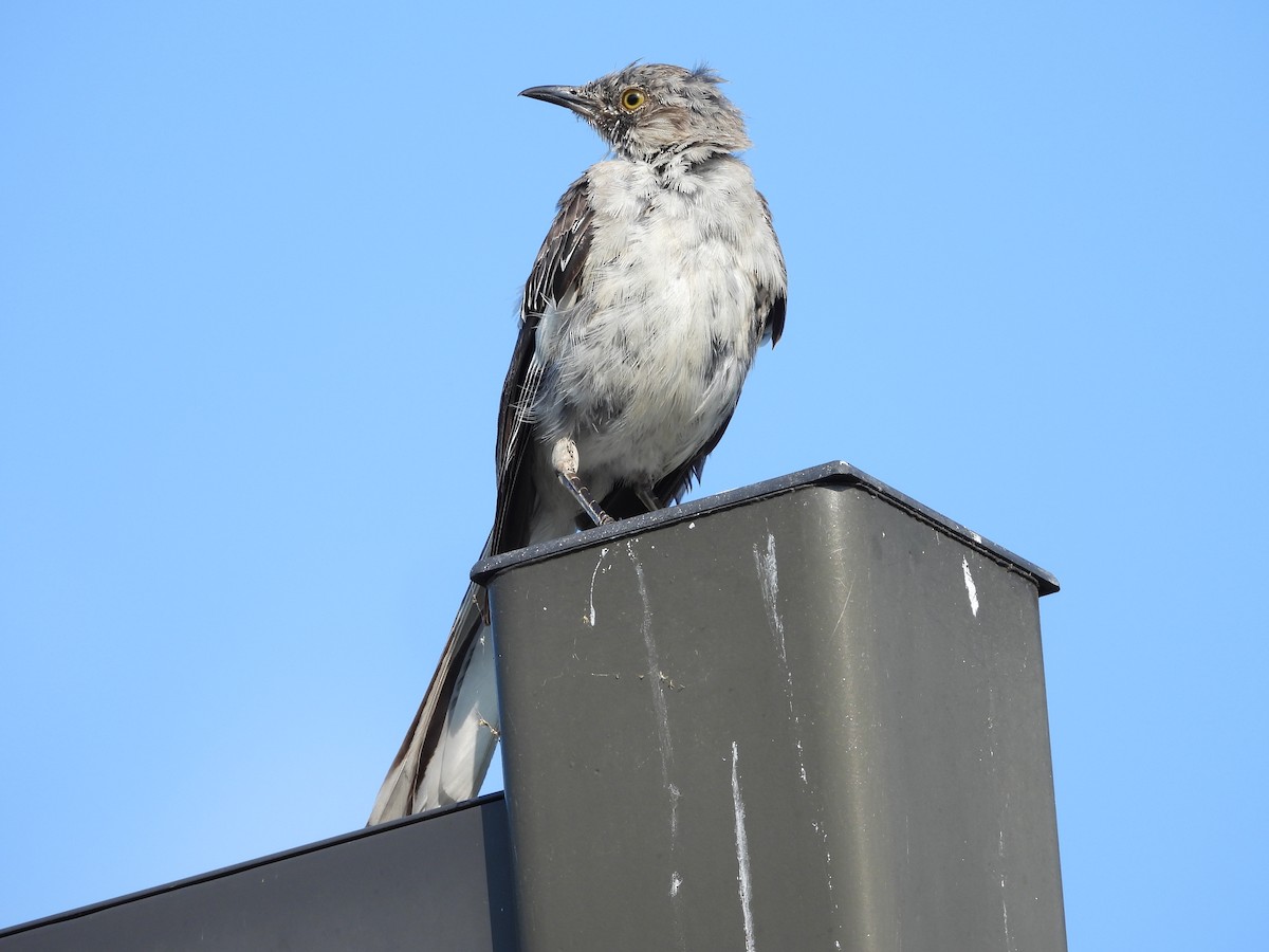 Northern Mockingbird - ML639962779