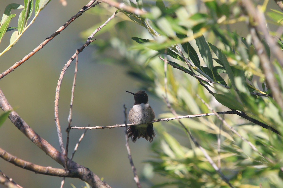 Black-chinned Hummingbird - ML639962787