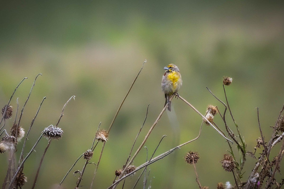 Dickcissel - ML639962800