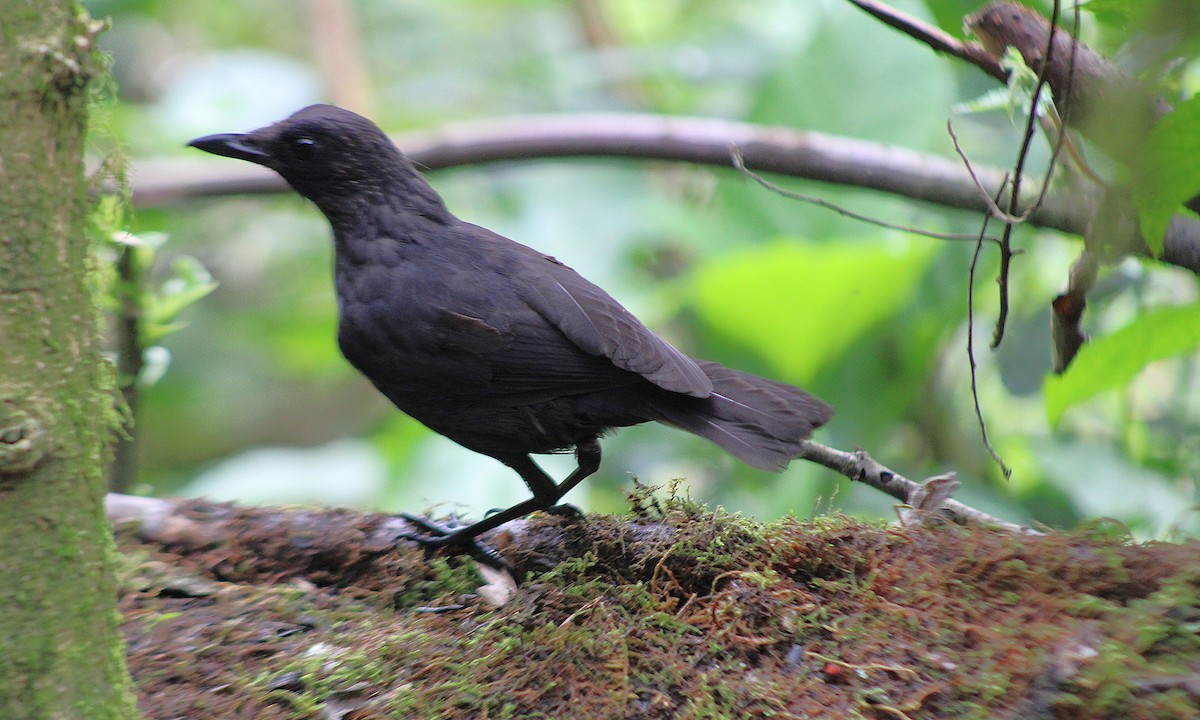 Bornean Whistling-Thrush - ML639962826