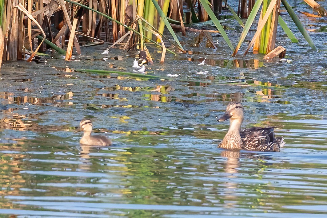 Mallard - ML639962827