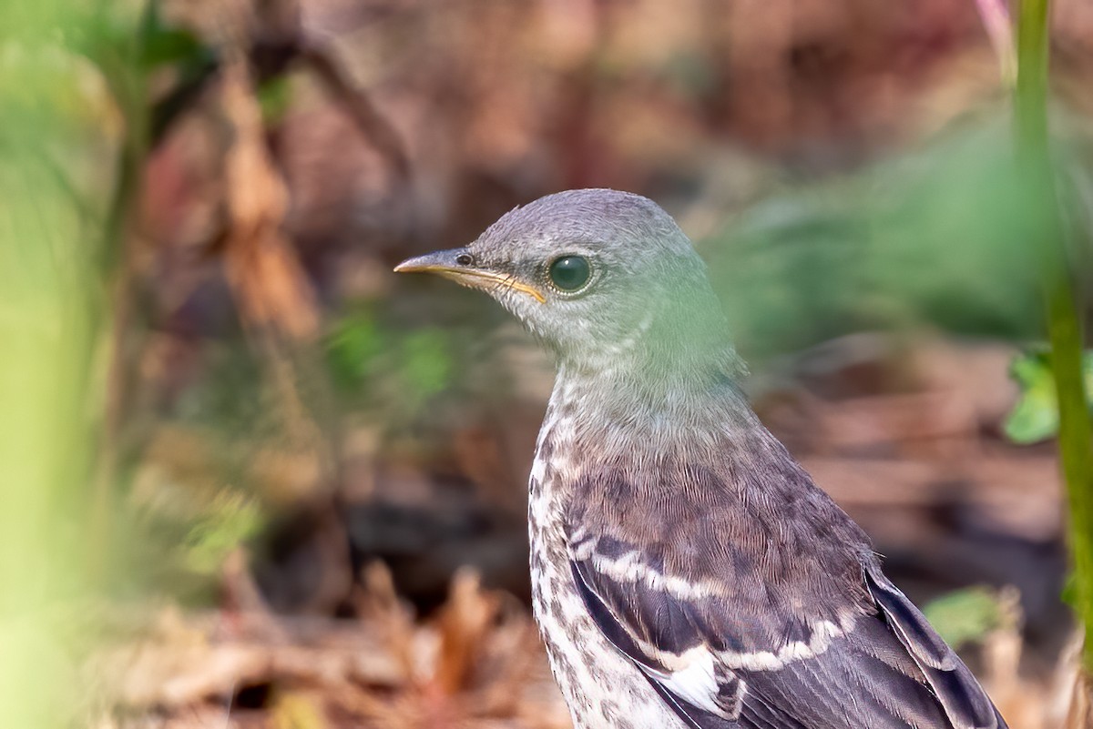 Northern Mockingbird - ML639962834