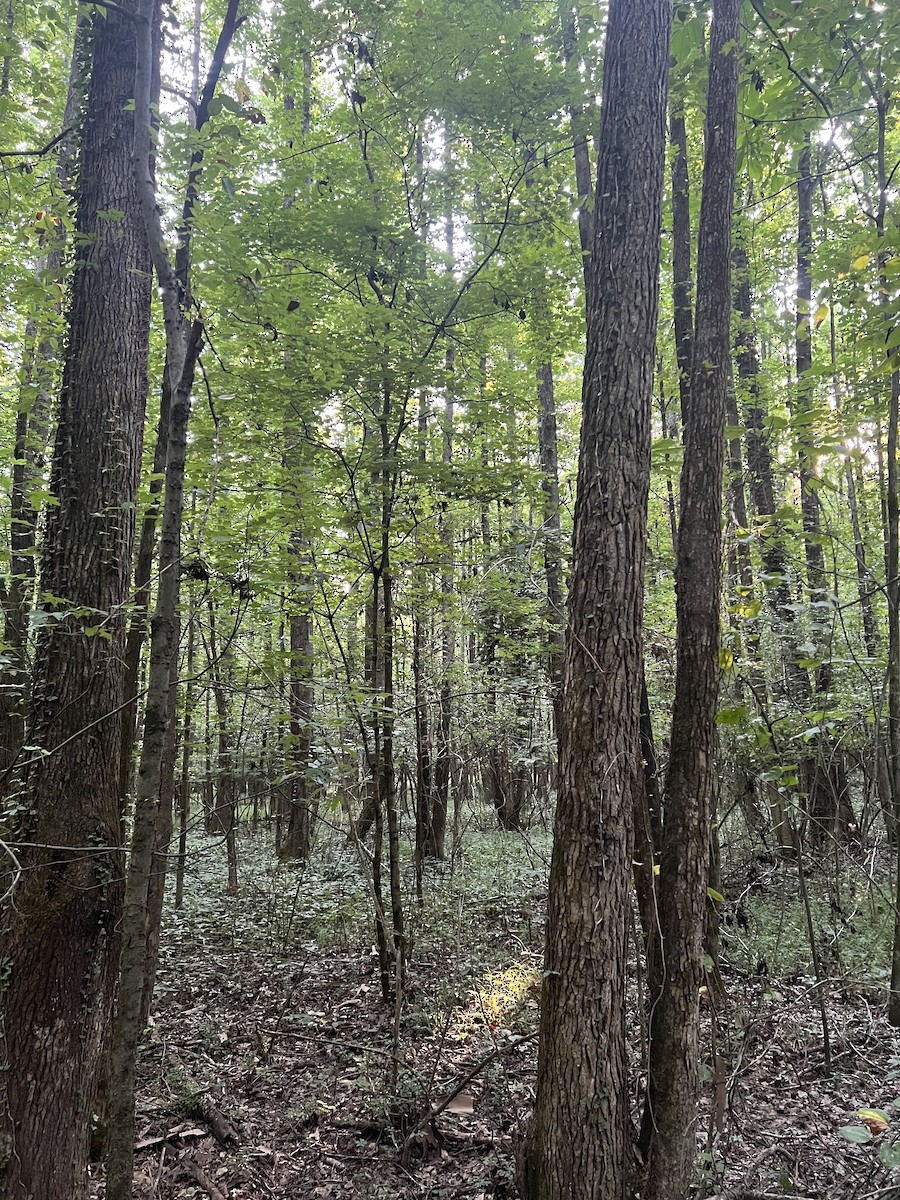 Acadian Flycatcher - ML639962837