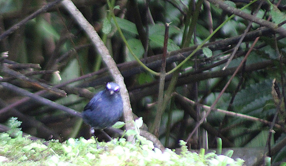 Bornean Shortwing - ML639962838