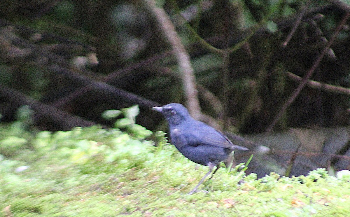 Bornean Shortwing - ML639962840