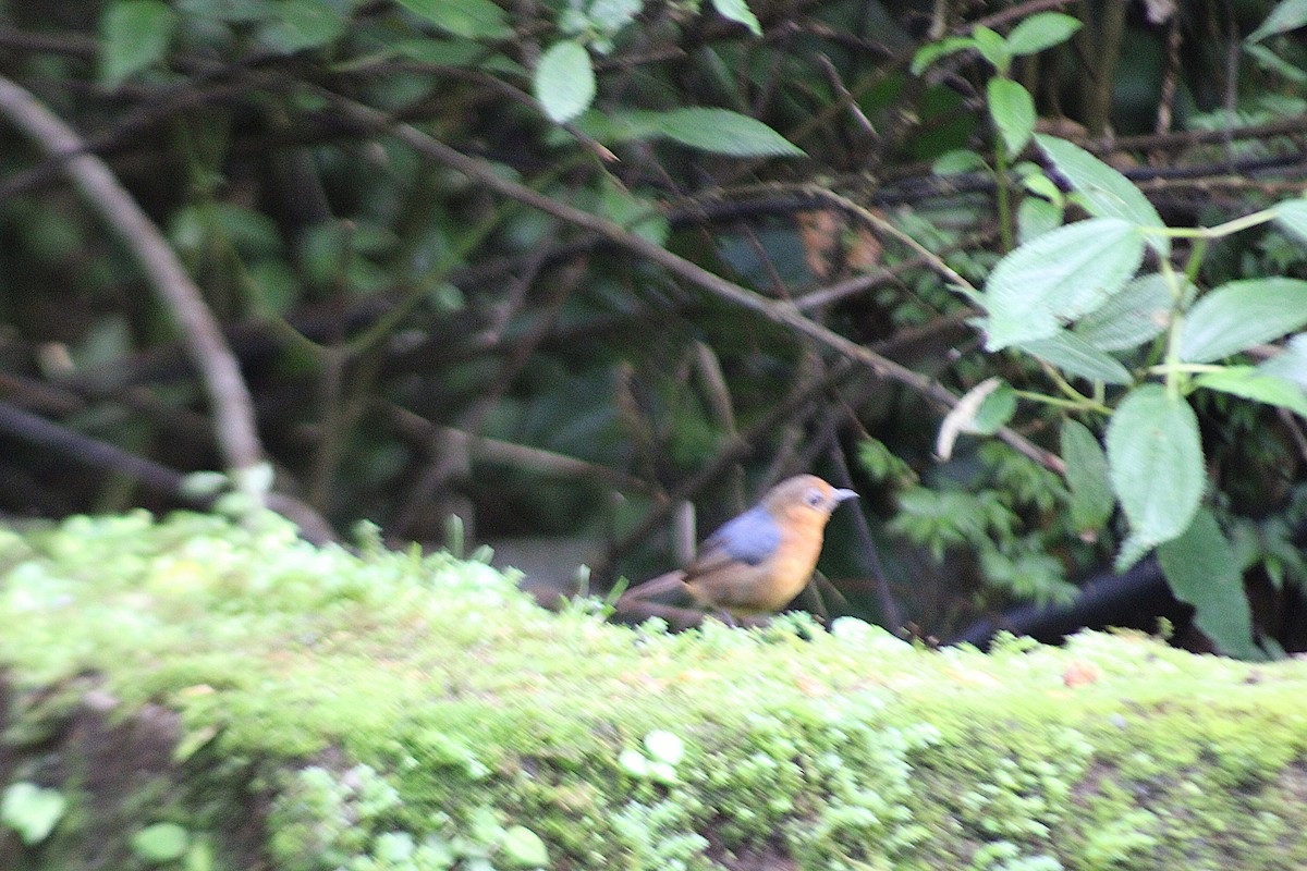 Bornean Shortwing - ML639962841