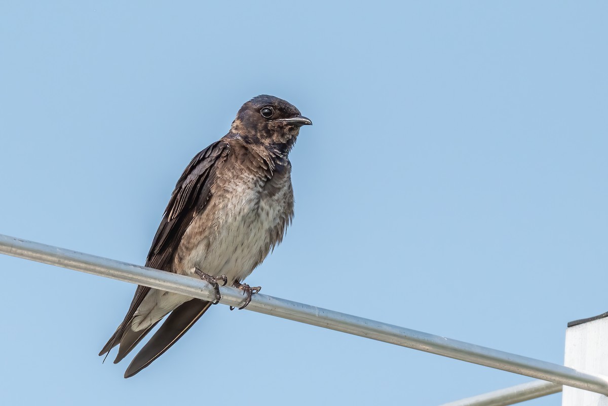 Purple Martin - ML639962869