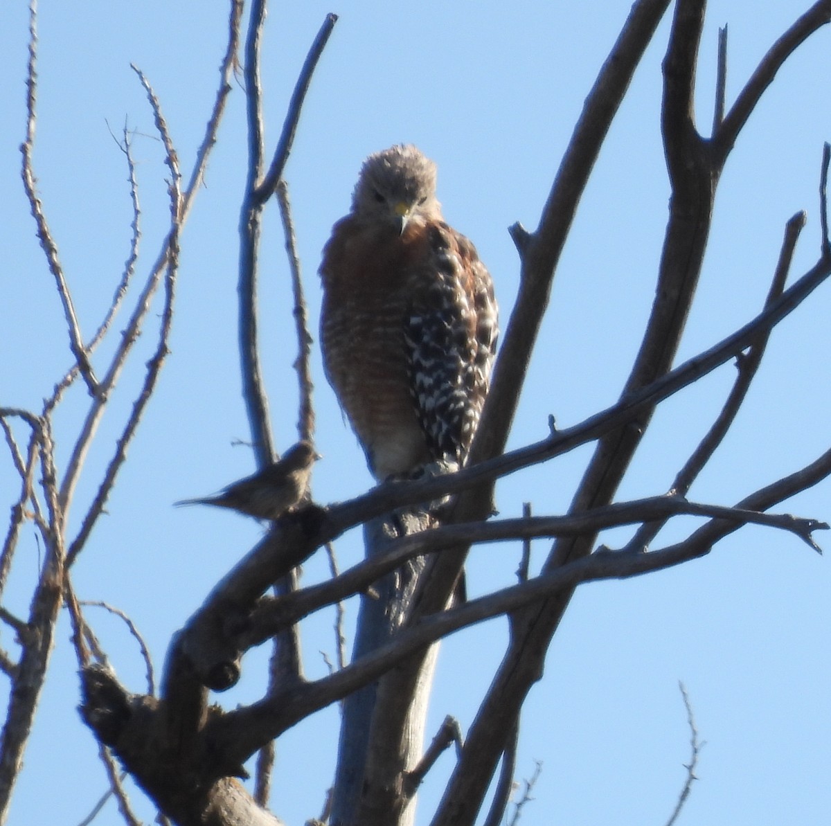 Red-shouldered Hawk - ML639962877