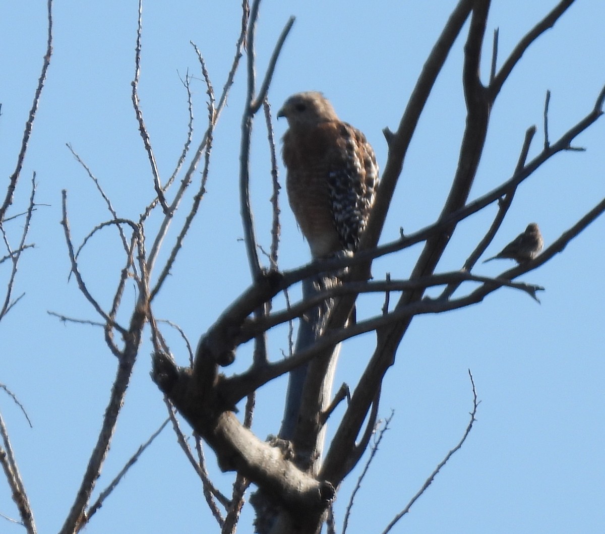 Red-shouldered Hawk - ML639962884