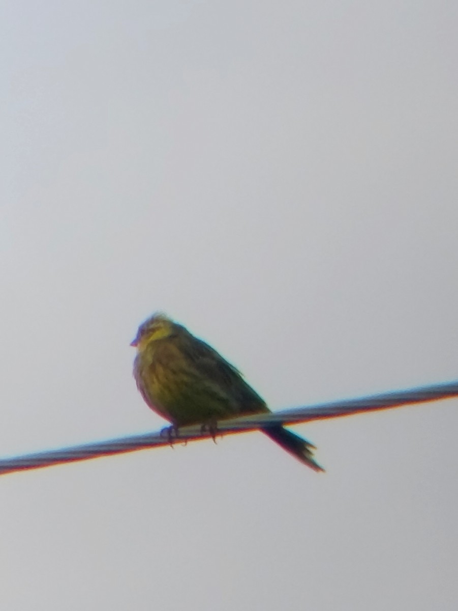 Yellowhammer - ML639962914