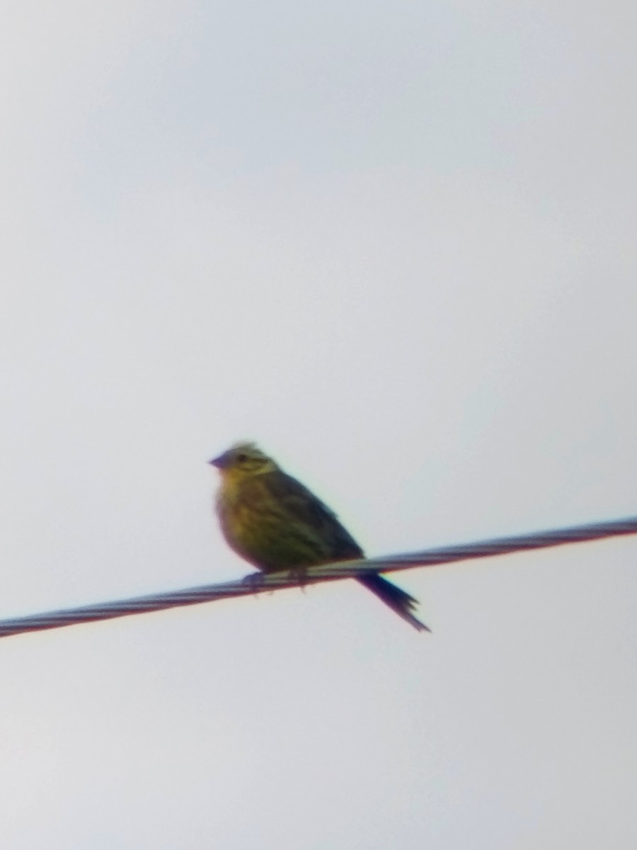 Yellowhammer - ML639962922