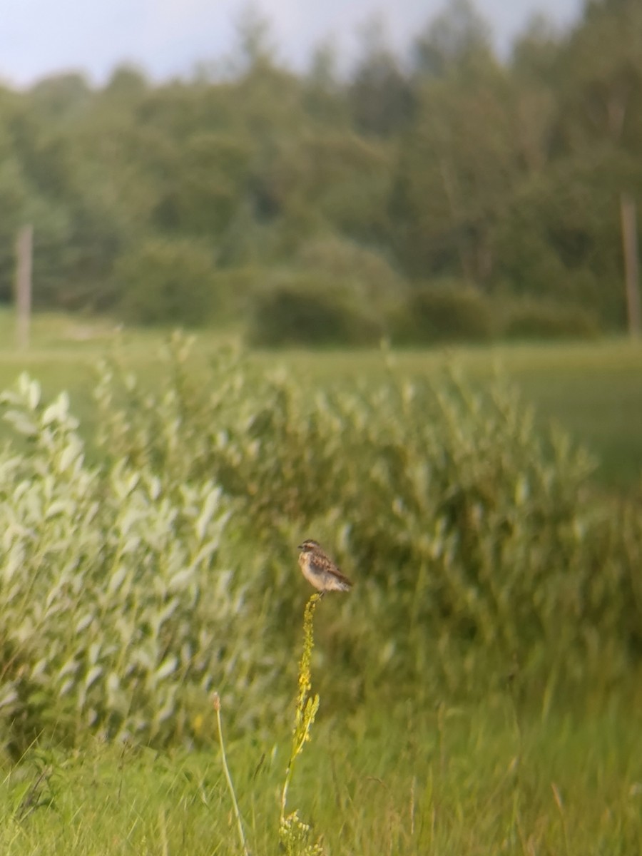 Whinchat - ML639962944