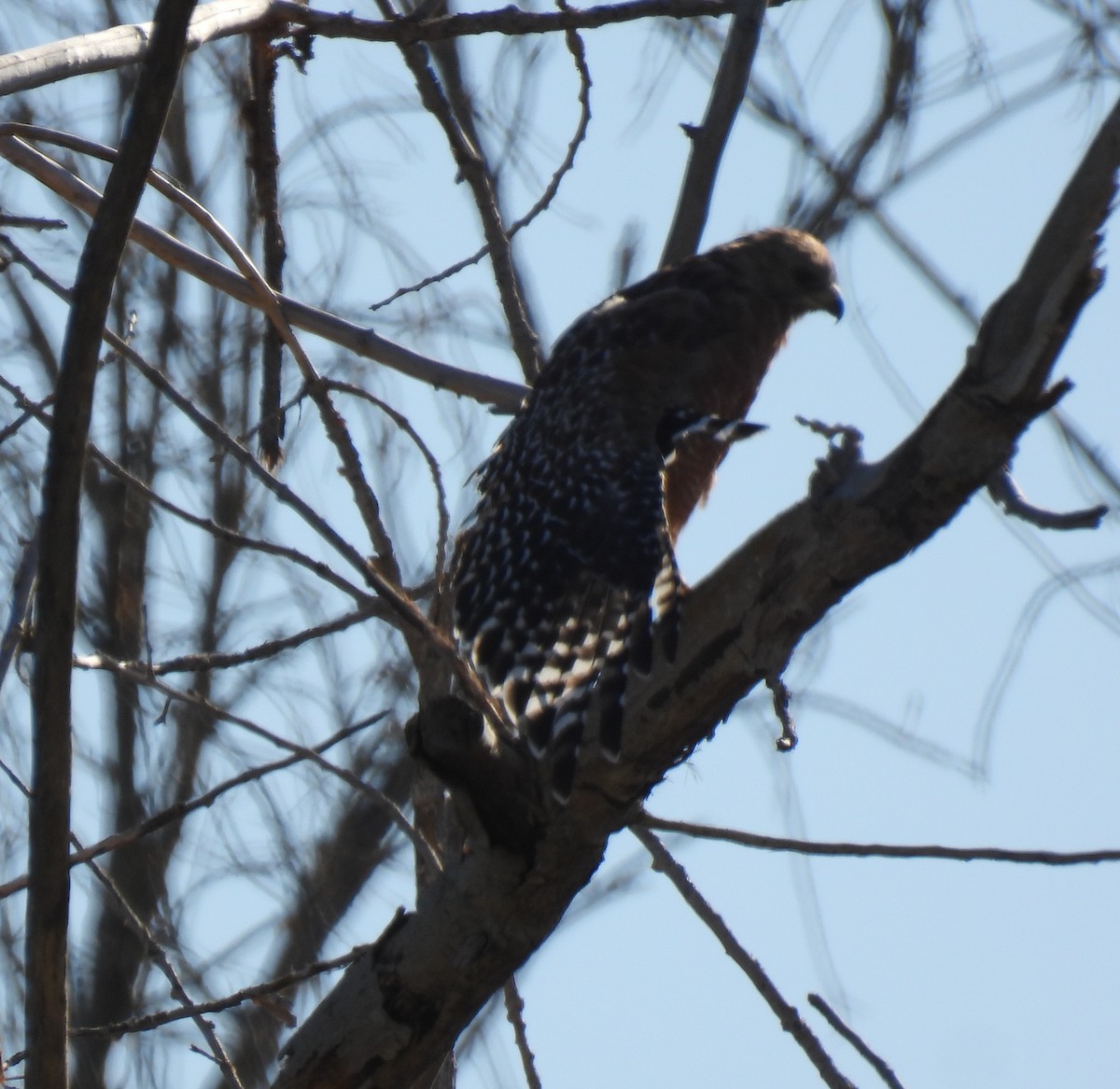 Red-shouldered Hawk - ML639962952