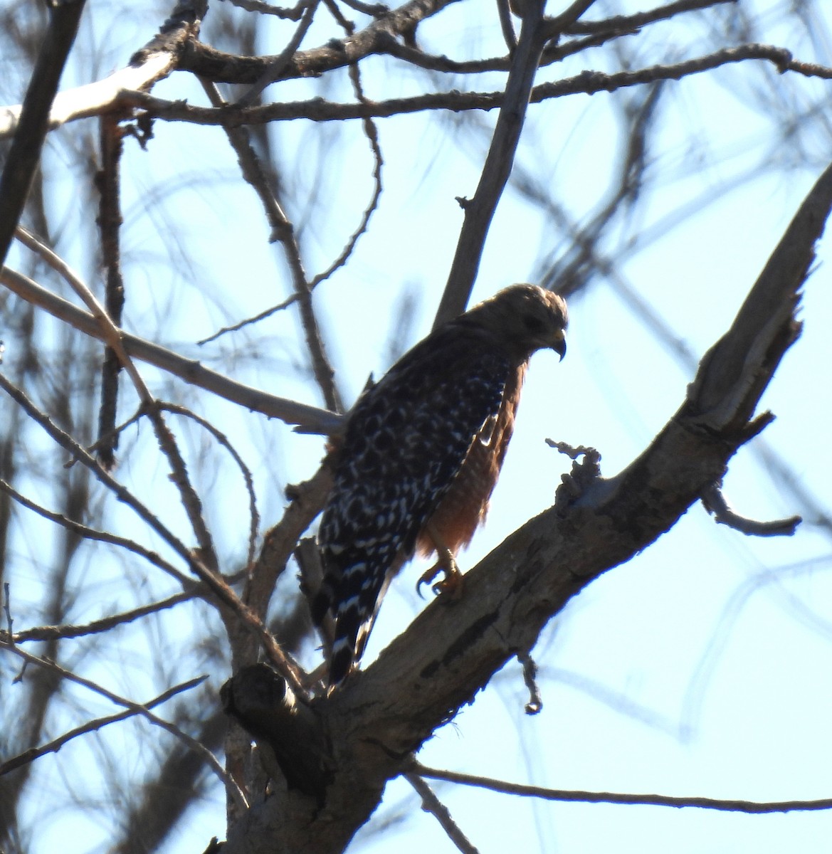 Red-shouldered Hawk - ML639963031