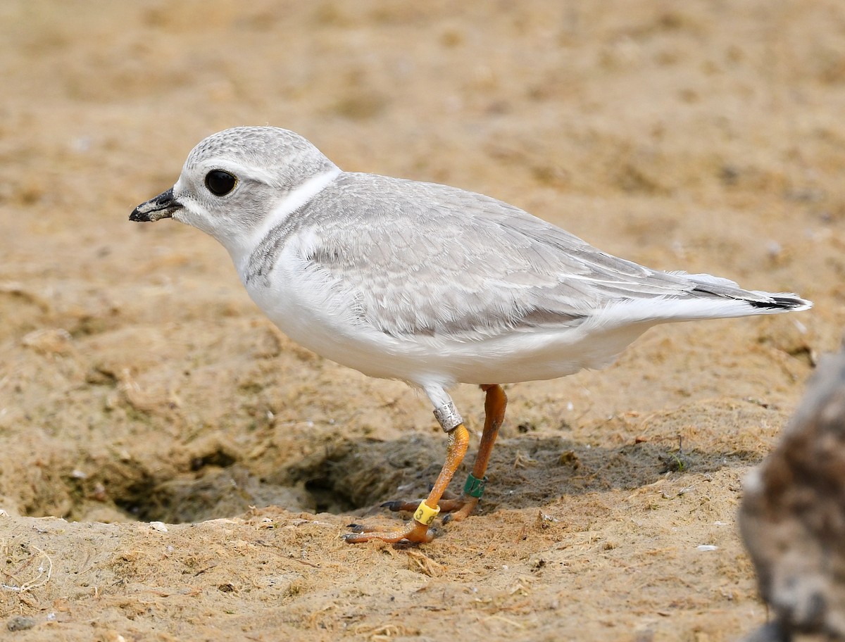Piping Plover - ML639963048