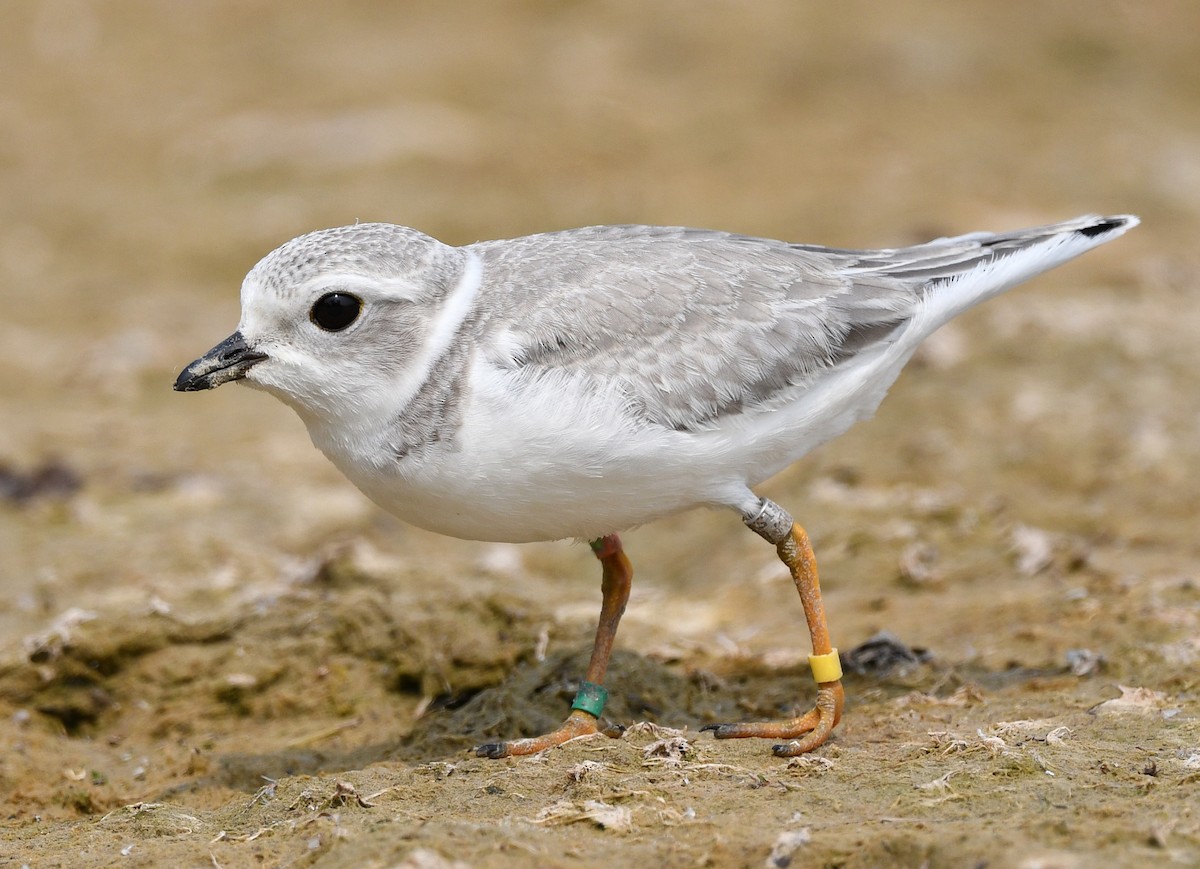 Piping Plover - ML639963049