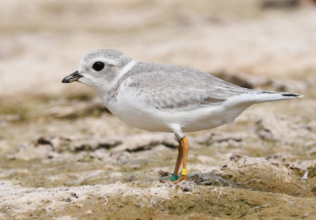 Piping Plover - ML639963050