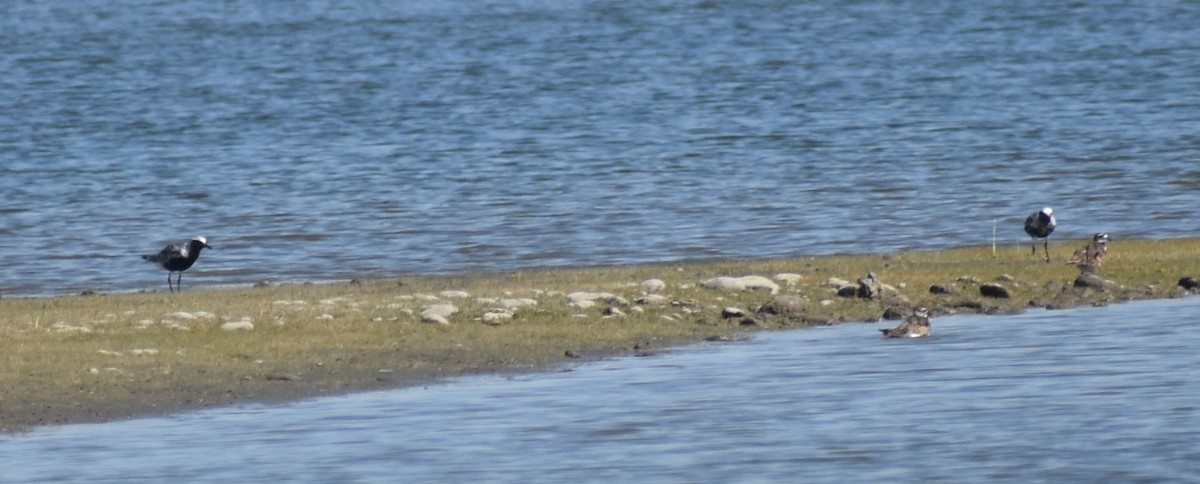 灰斑鴴 - ML639963439