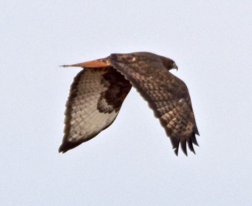 Red-tailed Hawk (calurus/abieticola) - ML639963477