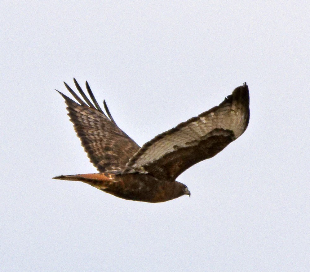 Red-tailed Hawk (calurus/abieticola) - ML639963478