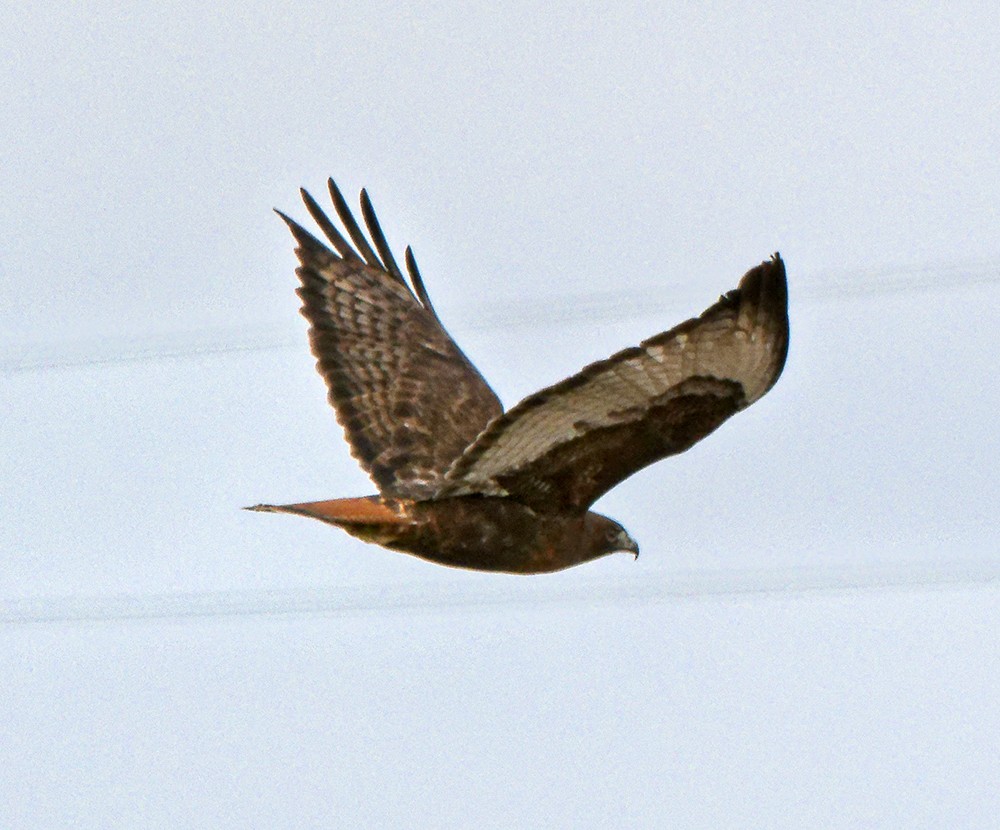 Red-tailed Hawk (calurus/abieticola) - ML639963479