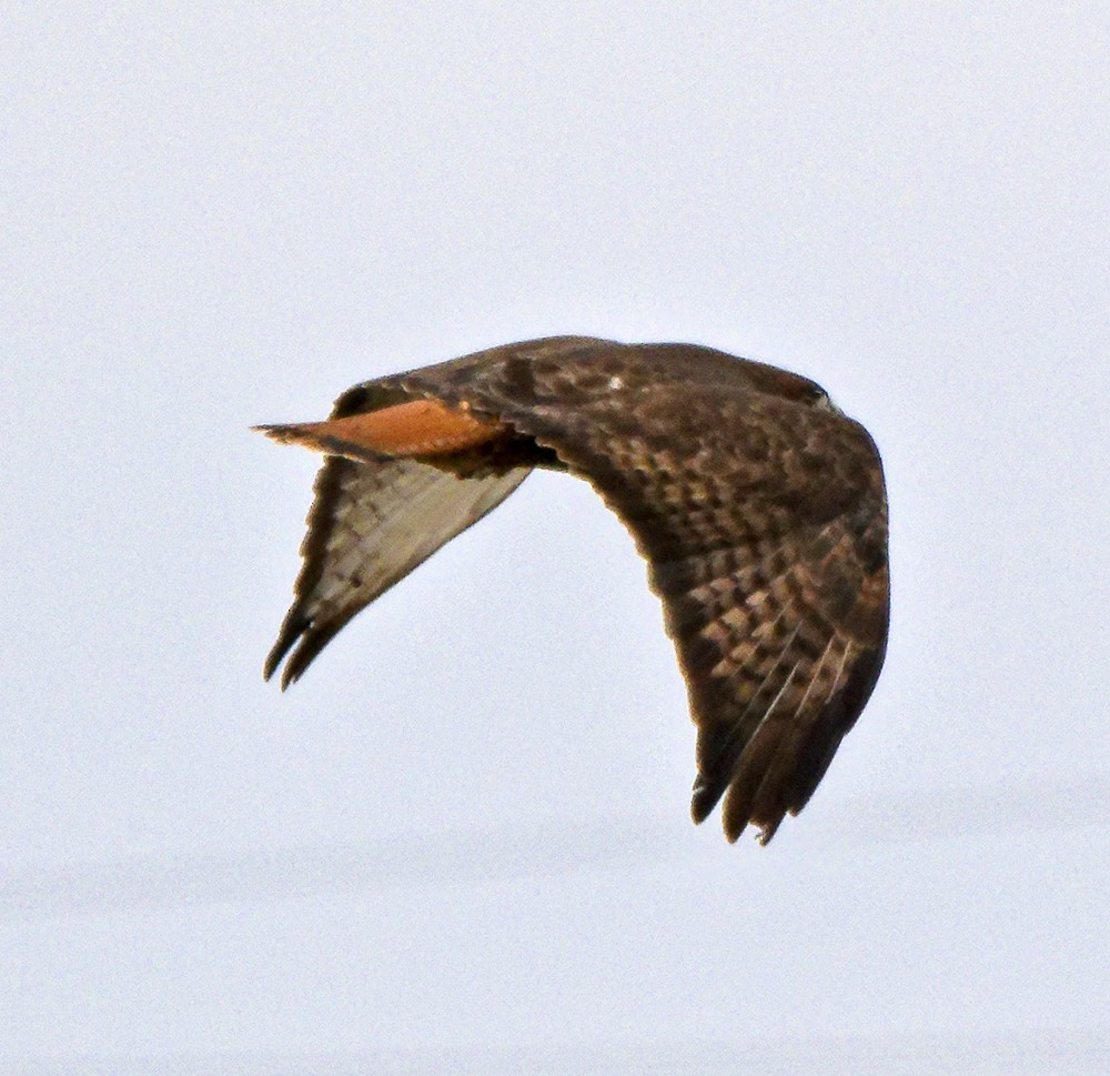 Red-tailed Hawk (calurus/abieticola) - ML639963480