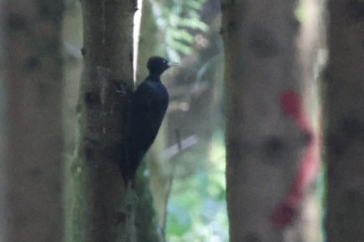 Black Woodpecker - ML639963530