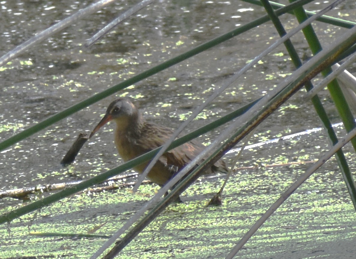 Virginia Rail - ML639963560