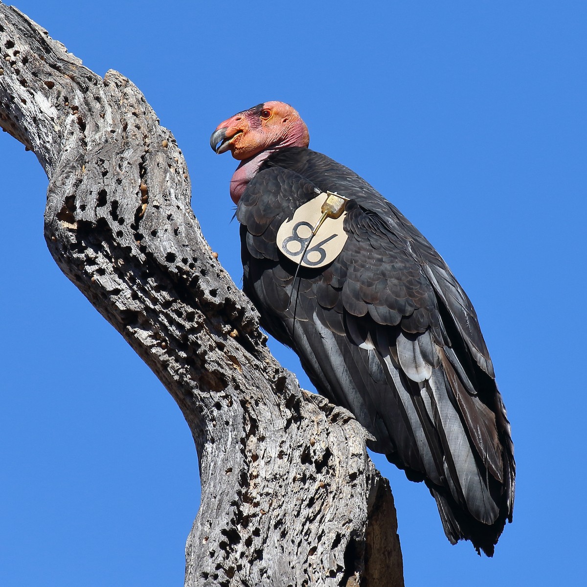 California Condor - ML639963592