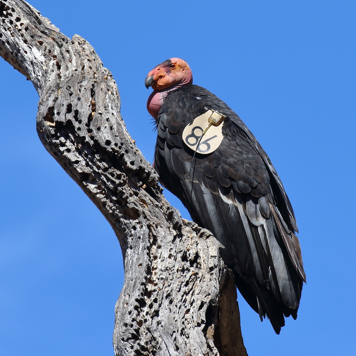 California Condor - ML639963593